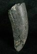 Miocene Aged Fossil Whale Tooth - #5659-1